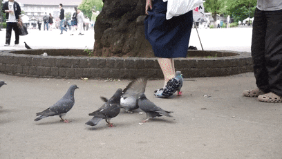 日本“鸟人”试图和鸟交朋友：惨遭丑拒！
