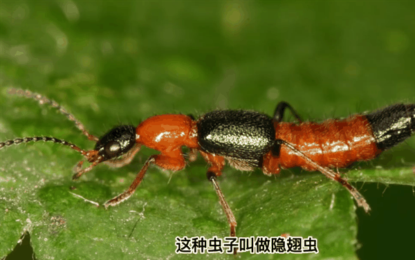 河南多地已发现隐翅虫：毒液堪比硫酸 见到千万别拍