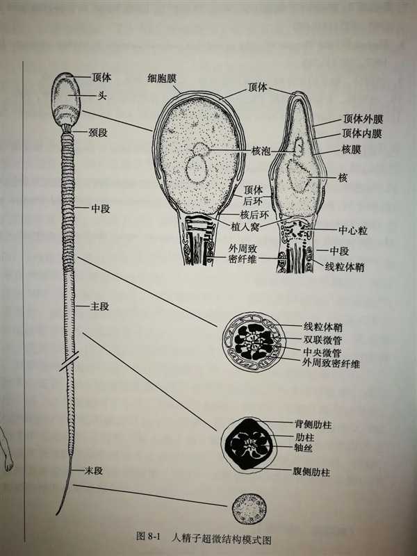 人类精子到底如何推进的？科学家被骗了300多年