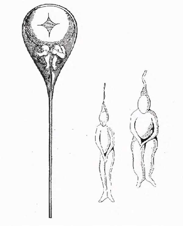 人类精子到底如何推进的？科学家被骗了300多年