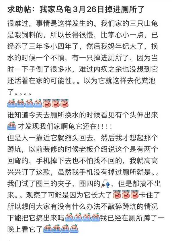 乌龟掉进厕所半年后才被救出 灵魂画手还原生存状态：太难了