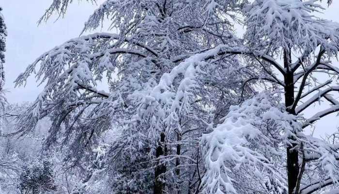 本轮寒潮影响趋于结束但新寒潮再次酝酿 东北还有第五场大雪