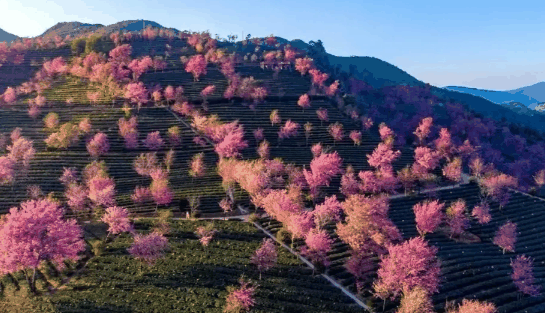 无量山樱花谷最佳游玩时间2023-20241