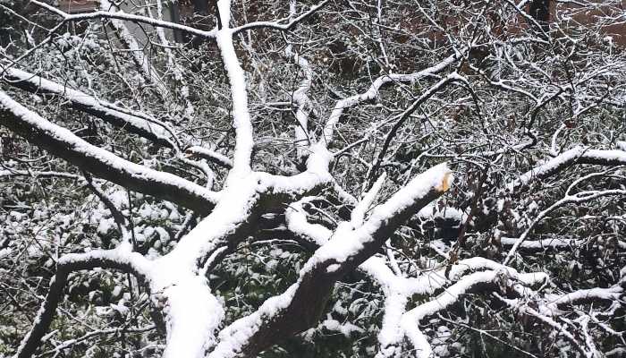 今明天江苏局地将有大雪 南京有中到大雪
