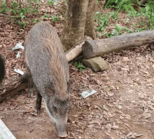 深圳一景区野猪被投喂成网红猪：不凶 还挺可爱