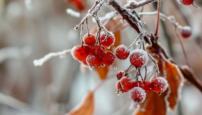 大范围大雪暴雪对准我国 2024年春节是冷冬还是暖冬 