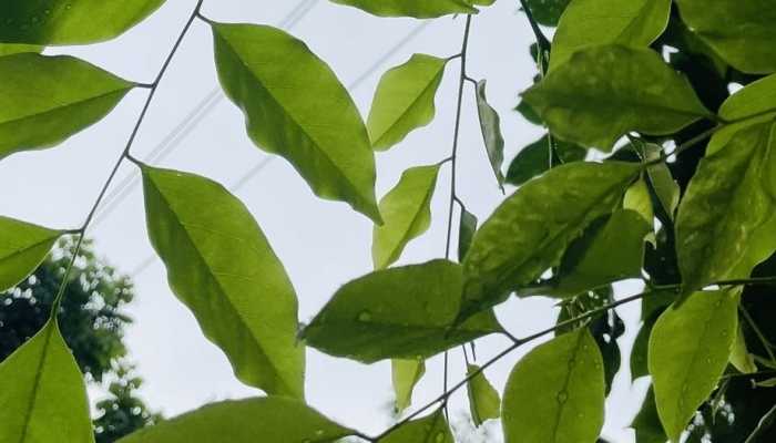 未来10天南方阴雨天气持续 这些地方要下七天的雨