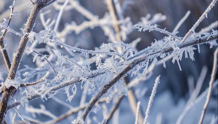 今天大寒辽宁降雪持续 明起将有寒潮来袭局地降温10℃以上