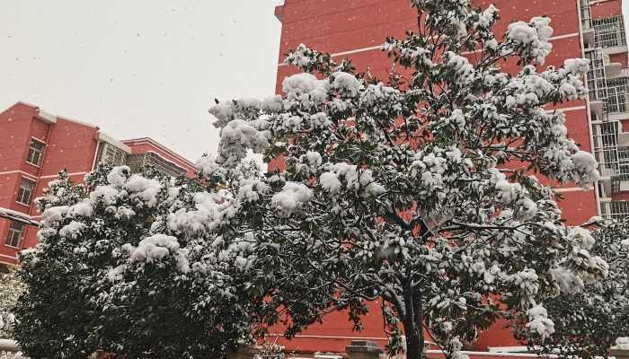 成都好大的雪 这次不是“头皮雪”是大雪