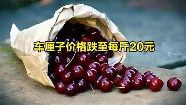 车厘子价格跌至每斤20元