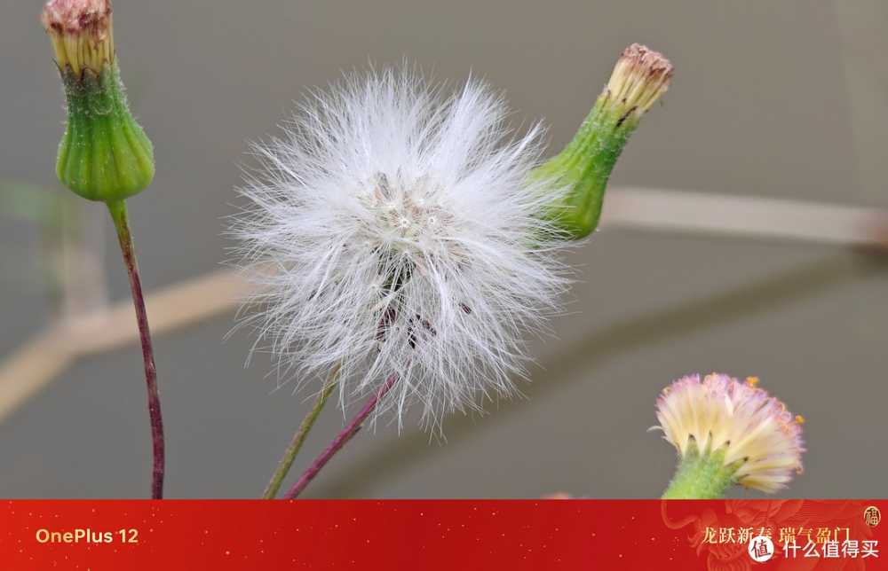 给老婆入手了一加12留白配色，哈苏拍照真有质感