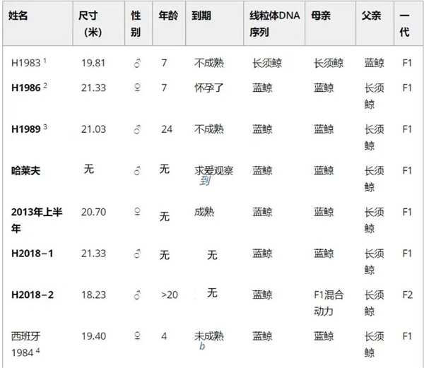 蓝鲸体内居然发现3.5%长须鲸基因！同伴太少、无奈跨种繁殖