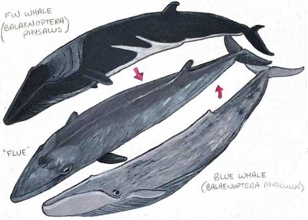 蓝鲸体内居然发现3.5%长须鲸基因！同伴太少、无奈跨种繁殖
