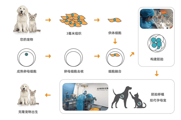 20万就能克隆你的宠物：但是 真相太丧心病狂了