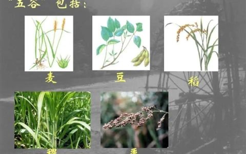 中国失传1000年的主食：现在成了“土豪米” 昂贵还得进口