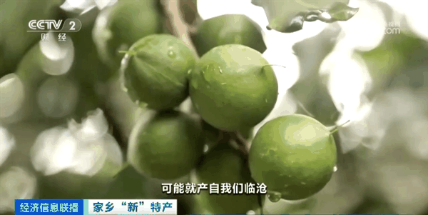 你爱吃的夏威夷坚果：全球一半以上出自云南