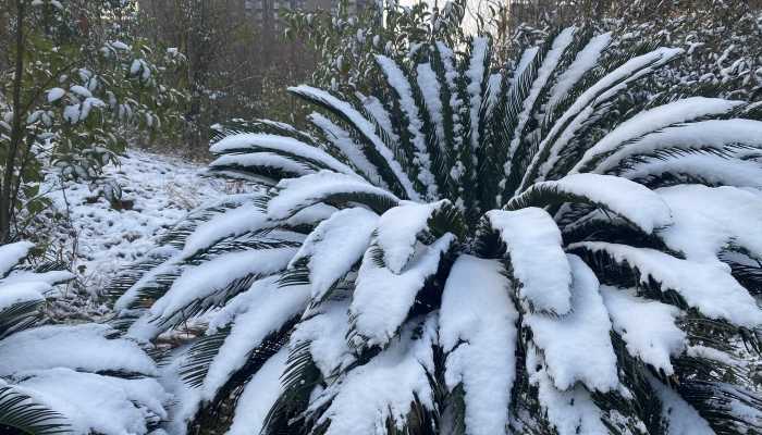 2024黑龙江春节天气预报来了 黑龙江过年期间小雪频繁