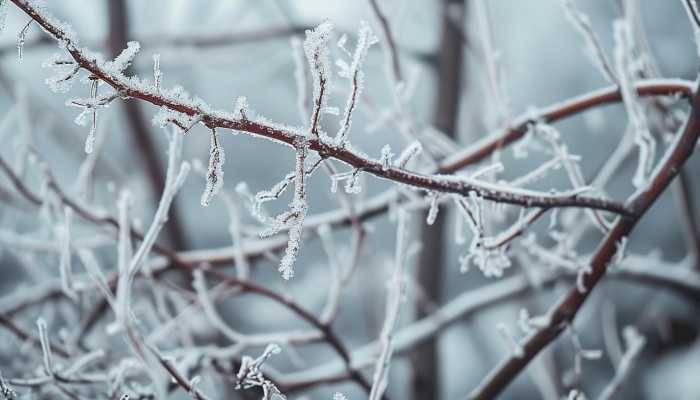 湖北大范围冻雨冰冻再来袭 明晚武汉可能将有大到暴雪