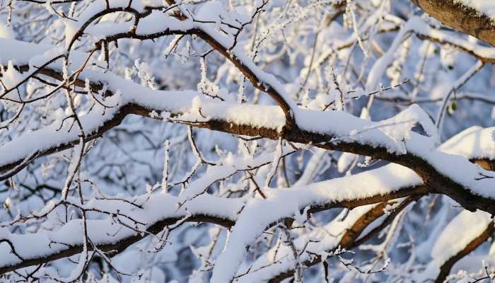 春节前山东将现大范围雨雪天气 青岛局地将有暴雪