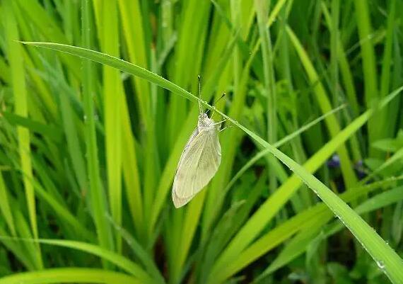 蚂蚁庄园3月21日:蝴蝶在雨中飞行时为什么翅膀不会被打湿