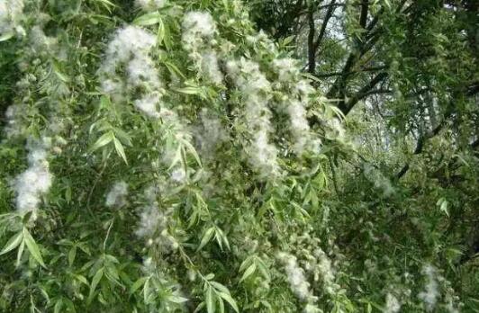 蚂蚁庄园3月31日:以下哪种植物更容易引发春季花粉过敏症状