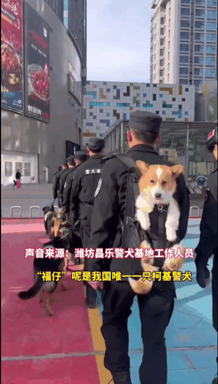 首个柯基警犬福仔亮相 出门得背着！它是怎么混上编制的