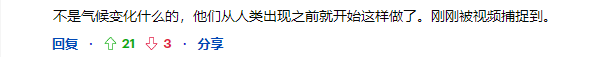 60岁祖母级虎鲸单杀大白鲨！专家直呼太罕见