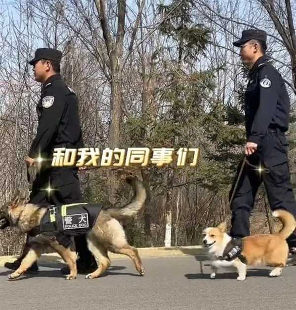 首个柯基警犬福仔亮相 出门得背着！它是怎么混上编制的