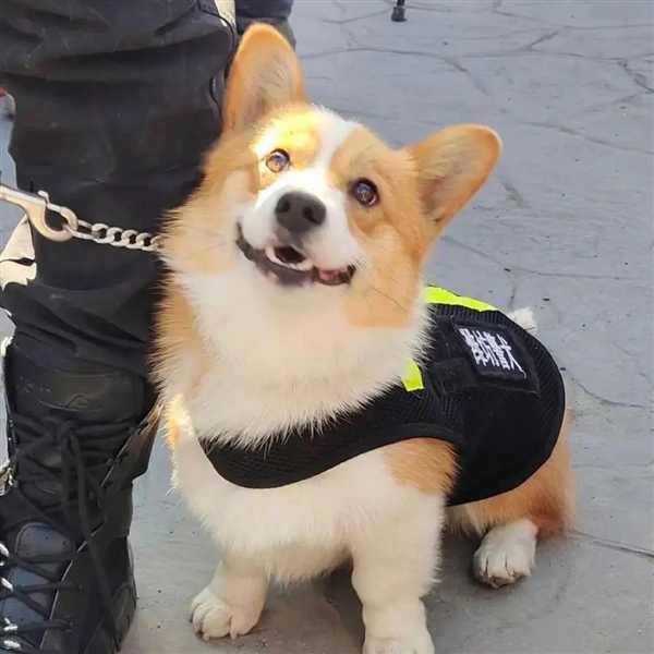 首个柯基警犬福仔亮相 出门得背着！它是怎么混上编制的