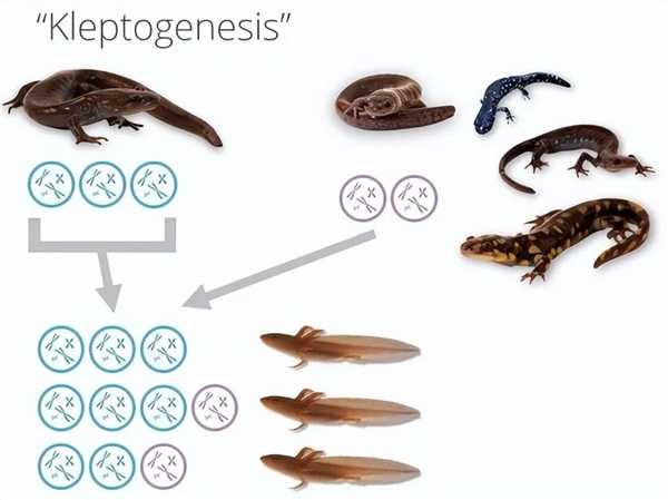 这种动物全员雌性 窃取同类精子繁衍 科学家都懵了