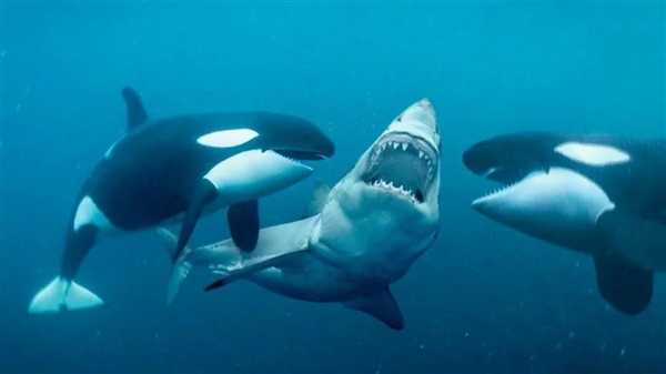 60岁祖母级虎鲸单杀大白鲨！专家直呼太罕见