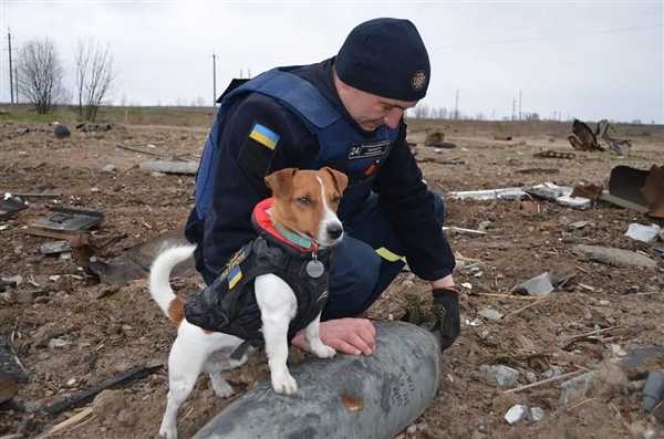 首个柯基警犬福仔亮相 出门得背着！它是怎么混上编制的