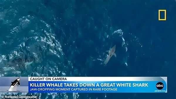 60岁祖母级虎鲸单杀大白鲨！专家直呼太罕见