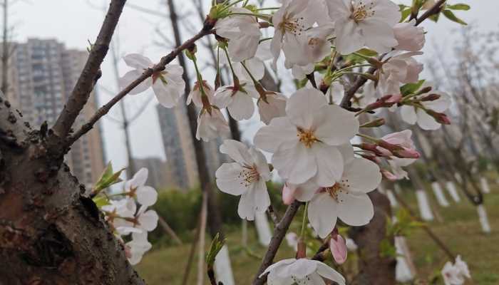 清明节放假3天调休1天 假期期间高速公路免费