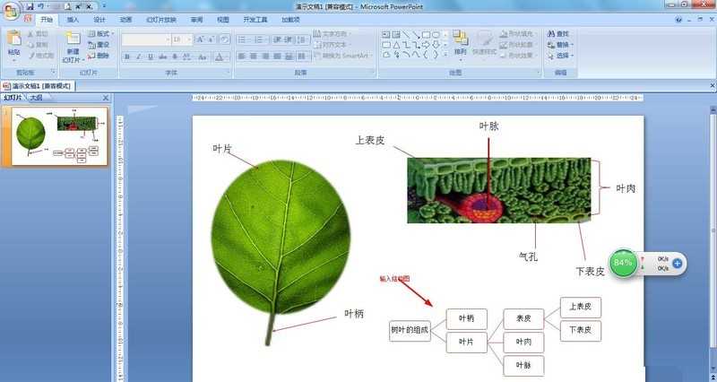 怎么使用PPT绘制树叶结构名称图解_PPT绘制树叶结构名称图解方法教程