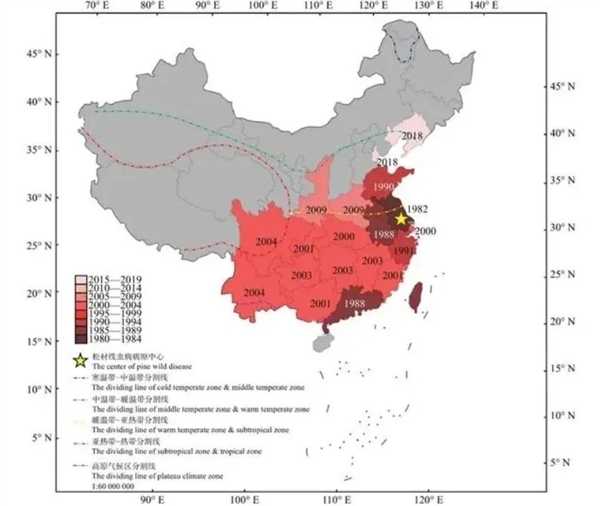 为什么死松树不能当柴火烧 中国9亿亩松树正遭受前所未有的危机