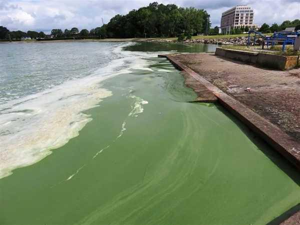 旋转再旋转 最后死亡！美国多种海洋生物像蚂蚁一样陷入死亡漩涡