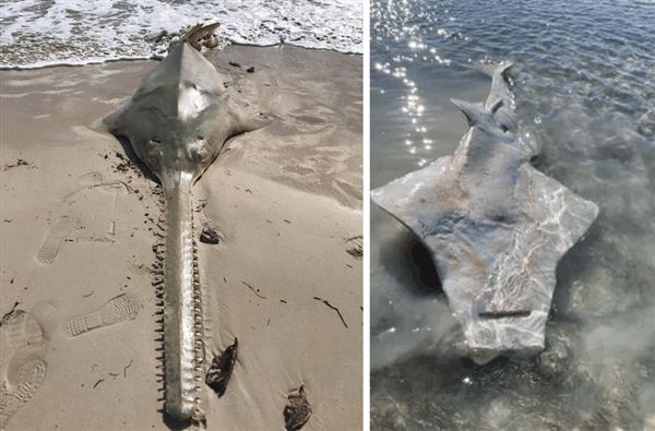 旋转再旋转 最后死亡！美国多种海洋生物像蚂蚁一样陷入死亡漩涡