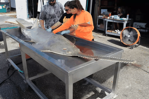 旋转再旋转 最后死亡！美国多种海洋生物像蚂蚁一样陷入死亡漩涡