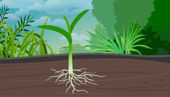 森林植物生物学和生态学的区别 森林植物生物学和生态学的关系