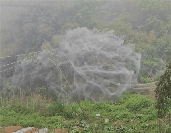 福建一地一夜间出现巨幅蜘蛛网引关注 后续来了：全是毛毛虫