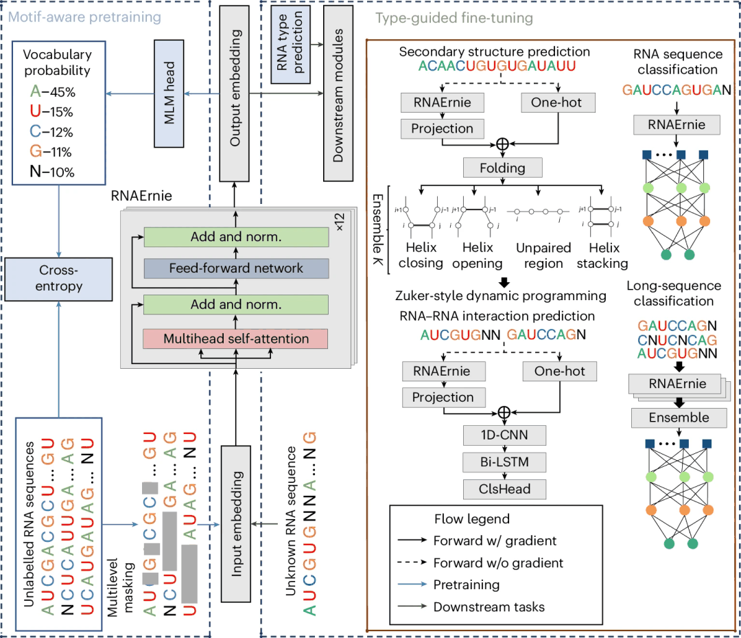 多功能RNA分析，百度团队基于Transformer的RNA语言模型登Nature子刊