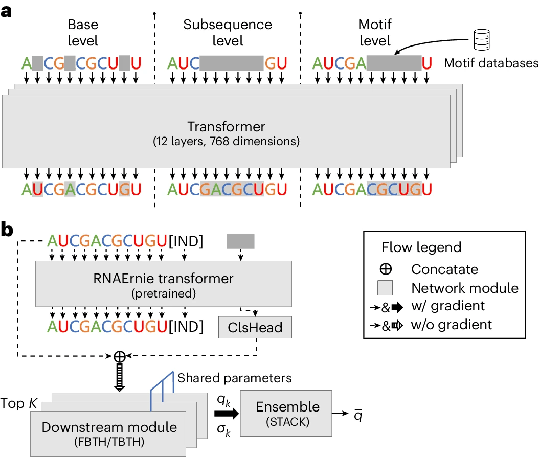 多功能RNA分析，百度团队基于Transformer的RNA语言模型登Nature子刊