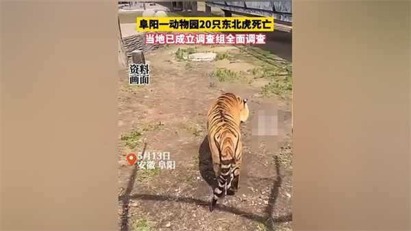 阜阳一野生动物园20只东北虎死亡