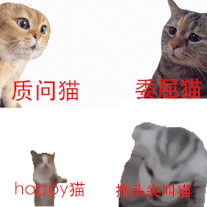 两只猫meme视频全网爆火！到底对年轻人有什么魔力