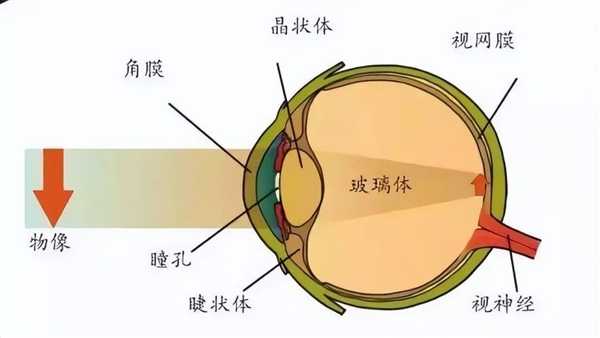 近视的人老之后：是视力逐渐变好 还是同时老花眼