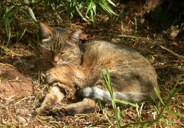 在那么多的猫科动物中 为啥祖先只驯化了一种猫