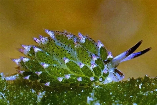 叶羊太萌了！吃进叶绿体 变身“混动”生物