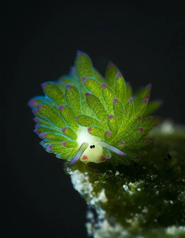 叶羊太萌了！吃进叶绿体 变身“混动”生物