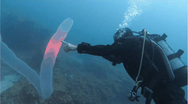 深海拍到神秘生物：远看像8米长口袋蛇 近看密密麻麻一堆虫